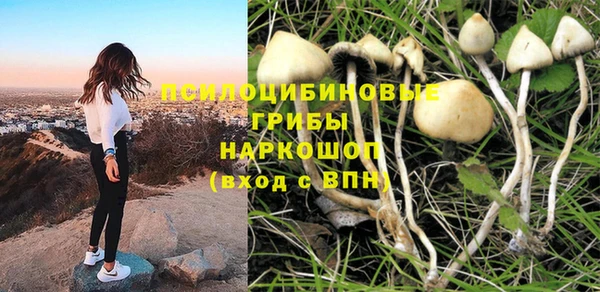 стаф Аркадак