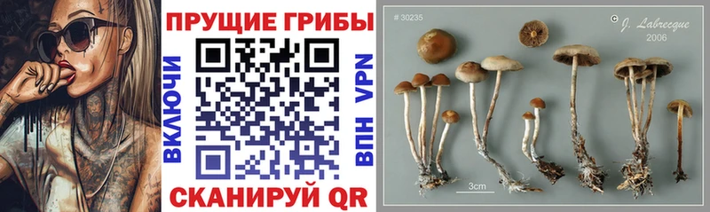 блэк спрут   нарко площадка Telegram  Рудня  Псилоцибиновые грибы Psilocybine cubensis  что такое наркотик 